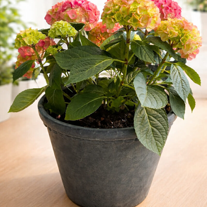 Hortensia plante
