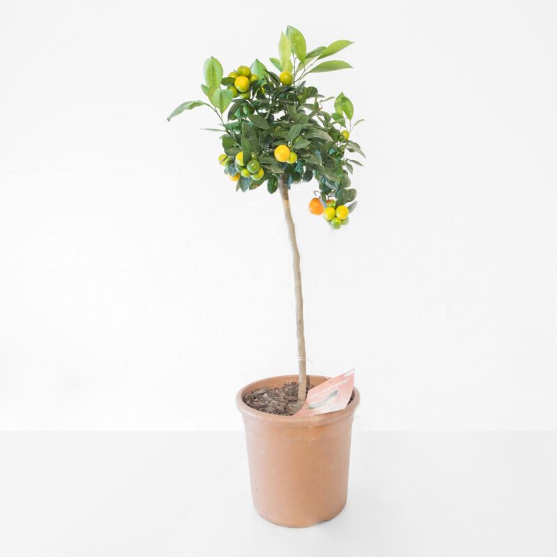 Citron træ