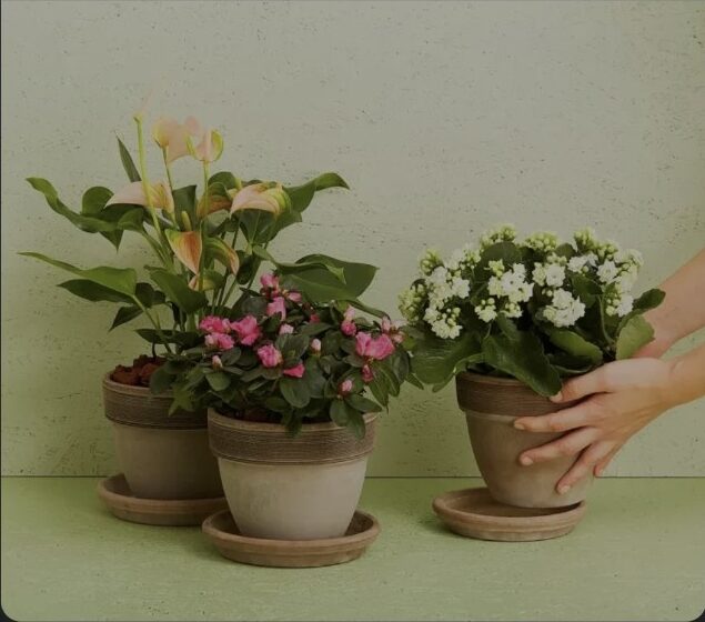 Blomstrende planter i potter – eksempel på floristens valg