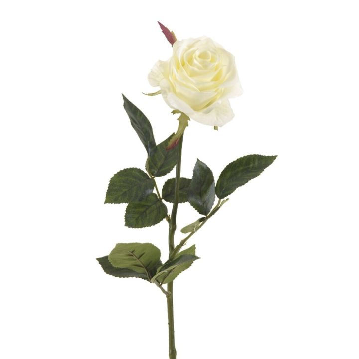 Langstilket hvid rose