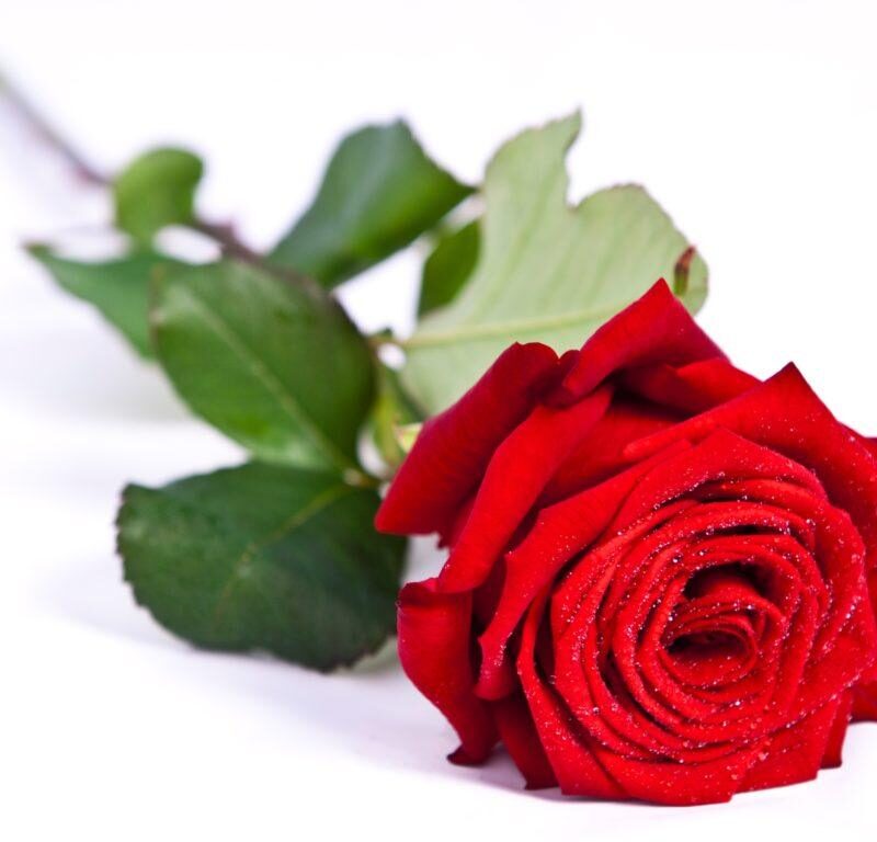 Langstilket rød rose