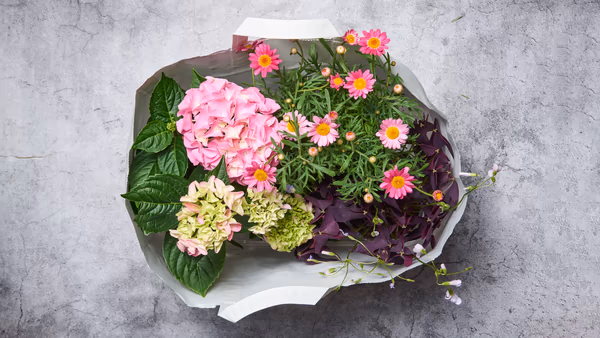 Plantepose med 4 planter og blomster